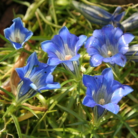 Gentiana 'Blue Silk'
