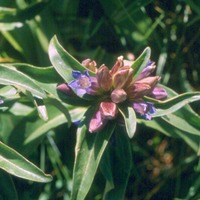 Gentiana cruciata