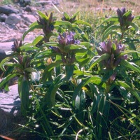 Gentiana cruciata
