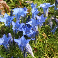 Gentiana sino-ornata 'Downfield'