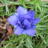 Gentiana 'Eugen's Allerbester'