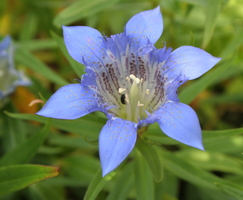 Gentiana septemfida