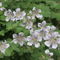 Geranium renardii