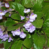 Haberlea fernandi-coburgii 'Connie Davidson'