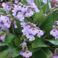 Haberlea fernandi-coburgii 'Connie Davidson'