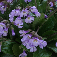 Haberlea fernandi-coburgii 'Connie Davidson'