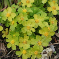 Hacquetia epipactis
