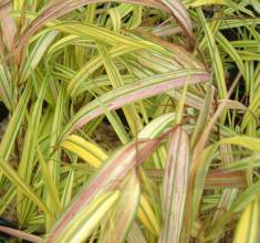 Hakenochloa maculata 'Aureola'