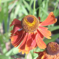 Helenium 'Moerheim Beauty'
