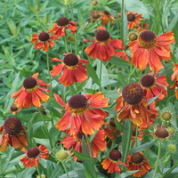 Helenium 'Moerheim Beauty'