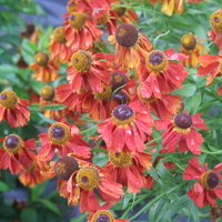 Helenium 'Moerheim Beauty'