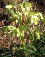Helleborus foetidus