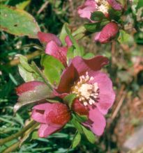 Helleborus x hybridus