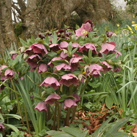 Helleborus x hybridus