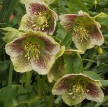Spotted form of Helleborus x hybridus