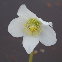 Helleborus niger