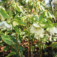 Helleborus x hybridus white-flowered