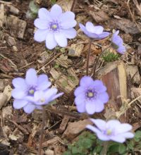 Hepatica transsilvanica 'Blue Eyes'