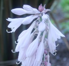 Hosta 'Blue Angel'