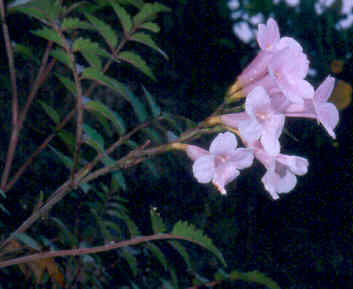 Incarvillea arguta