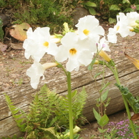Incarvillea delavayi 'Snowtop'
