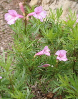 Incarvillea olgae