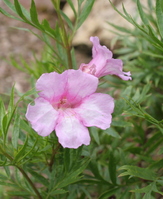 Incarvillea olgae