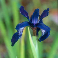 Iris bulleyana black