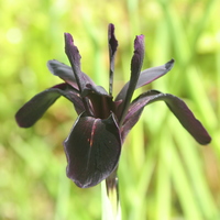 Iris chrysographes pure black