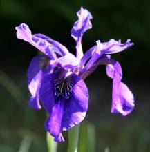 Iris leptophylla