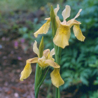 Iris forrestii