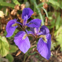 Iris hookeri