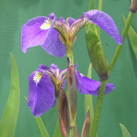 Iris hookeri