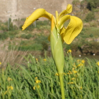 Iris pseudacorus and town of Mertola