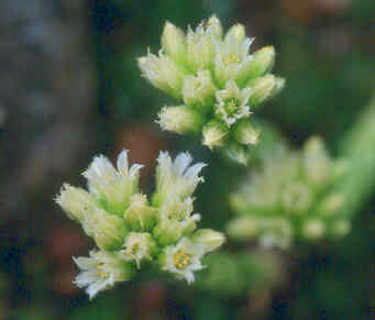 Jovibarba hirta