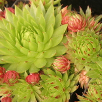Jovibarba sobolifera