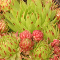 Jovibarba sobolifera