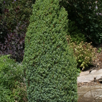 Juniperus communis 'Compressa'