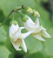Kirengeshoma palmata