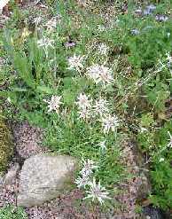 Leontopodium coreanum