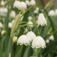 Leucojum aestivum 'Gravetye Giant'