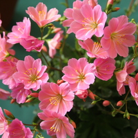 Lewisia cotyledon pink