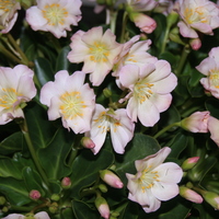 Lewisia tweedyi