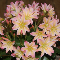 Lewisia tweedyi