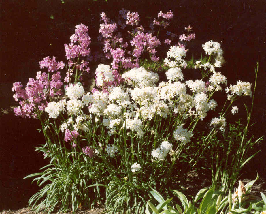 Lychnis yunnanensis pink and white forms