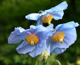 Meconopsis baileyi