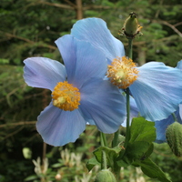 Meconopsis baileyi