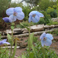 Meconopsis 'Crarae'