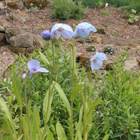 Meconopsis 'Crarae'
