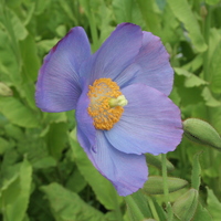 Meconopsis 'Huntfield'